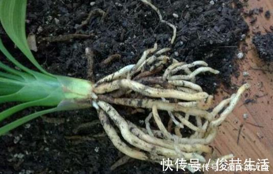 腐叶土|养君子兰用这个小妙招，开花多、新叶多、不夹箭，叶子绿的发光