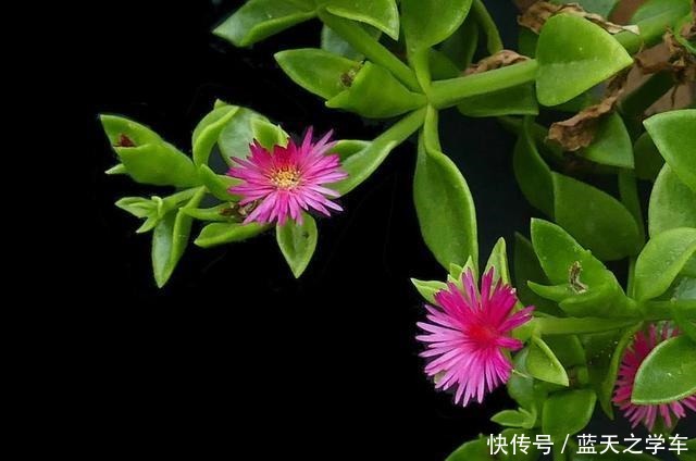 吊兰扔了吧,养这4种“高颜值”的吊兰,咋看也看不够!