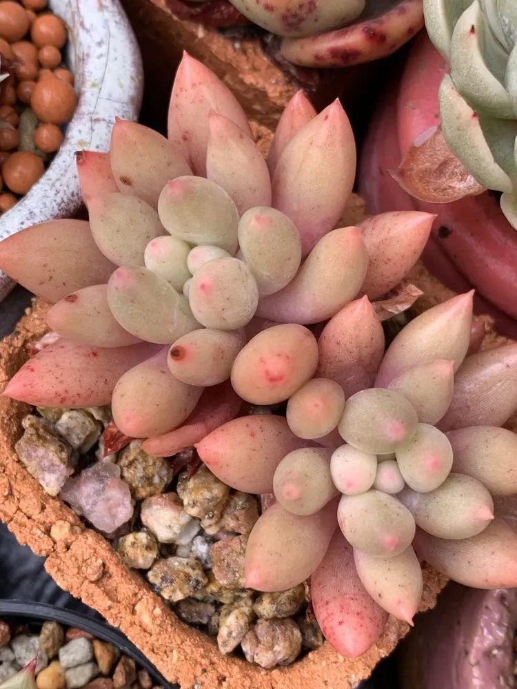 半年时间，多肉从3盆发展到600盆，入坑切莫太心急！