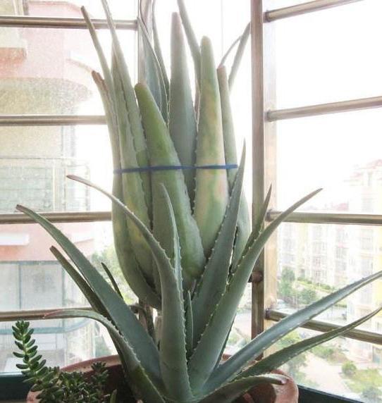 芦荟爆盆法,点中4个“养护穴”,叶片杠杠厚,爆满“肥崽子”