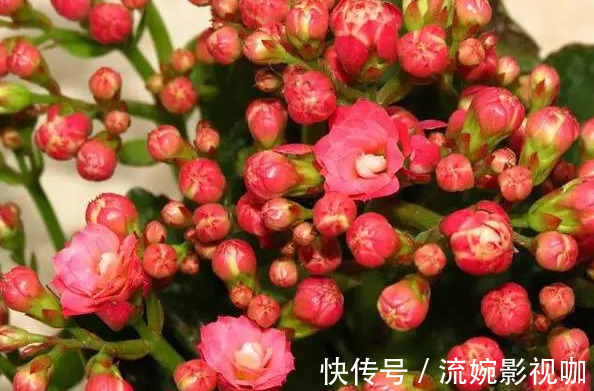 君子兰肥|君子兰肥到流油,长寿花开不断,原来他用了这个小方法!