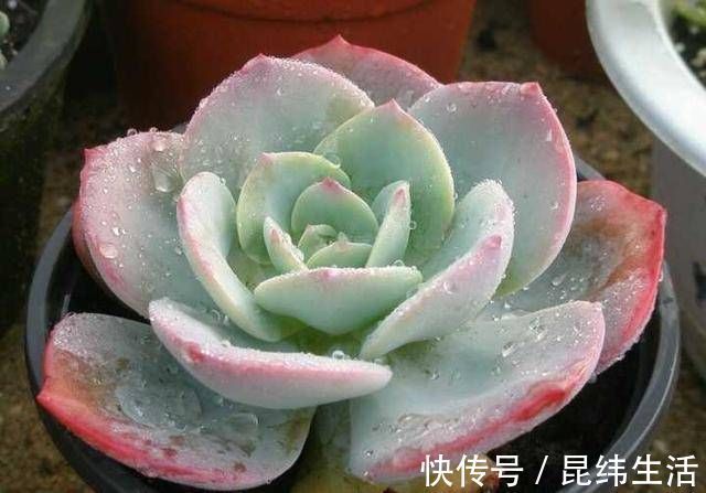 药片|养多肉只知道“少浇水多晒太阳”早不行了,还得这样做