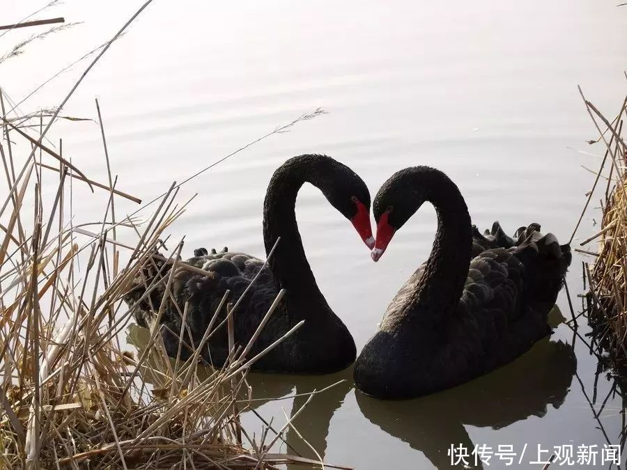 崇明区|观花博，游崇明！徜徉花海，吃喝玩乐这条线路全包罗