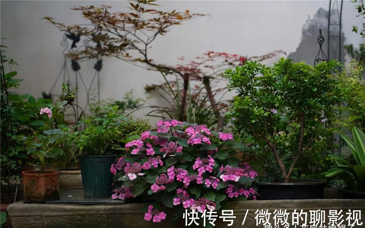 冬天里,给这8种花修剪,要分清楚修剪方式,否则来年长势成问题