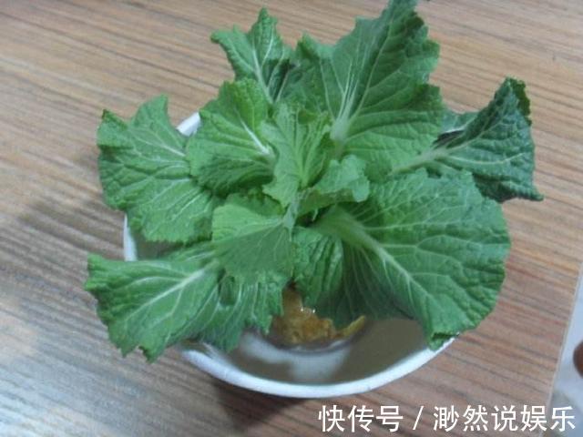 这5种菜留好根，放在水培瓶里，没几天长出小盆栽叶子还能吃