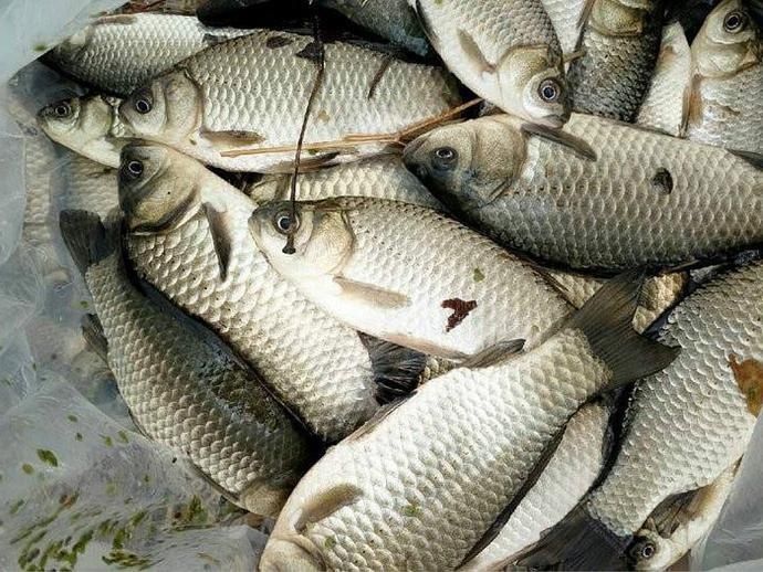 野钓|夏天野钓注意这几点,上钩的都是大鲫鱼