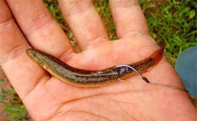 “米级翘嘴”的懒人钓法，没钓过大翘嘴，试试民间这些“土方法”