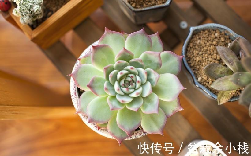 新人|提醒新人肉友:养多肉时,频繁遭遇降雨天气,可这么处理