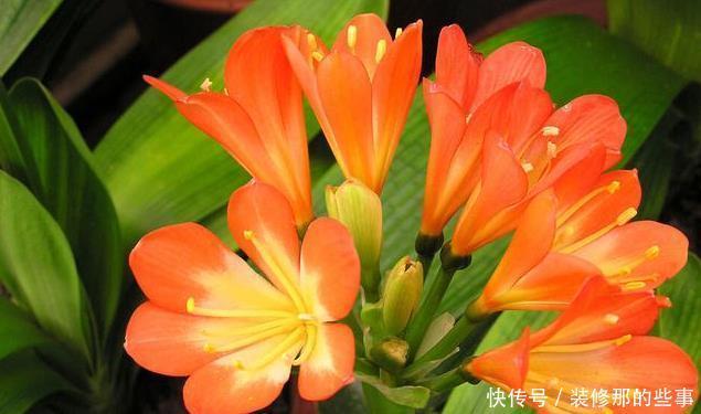 君子兰喜欢2种“零食”1种水,定期给一点,叶片油绿开花艳