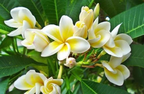 种花|新手就养4种花,好养易爆盆,养上一盆四季欣赏,好养活还不贵