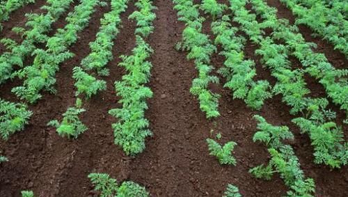 养花不死，全靠盆土，用这个土养花，能活几十年