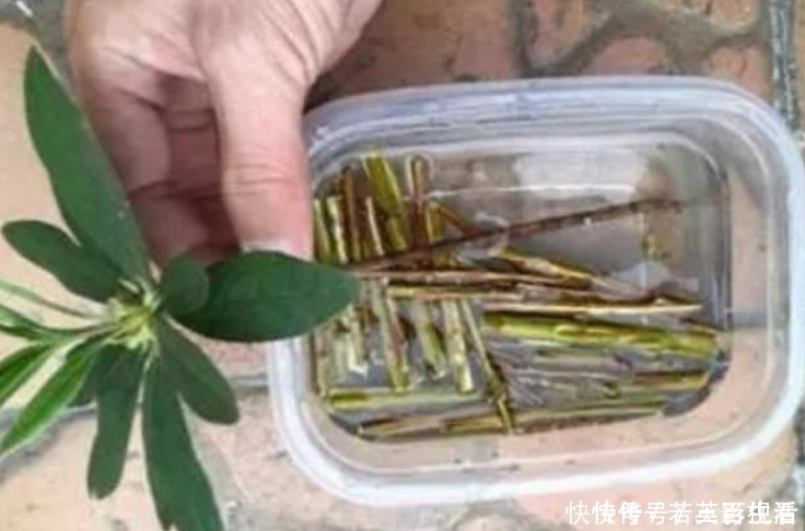 枝条|家家都有的“生根水”，不花1分钱，扦插花卉7天生白根，特好用！