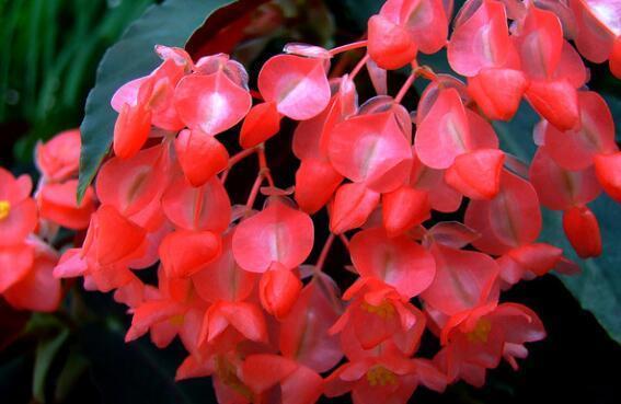 就养这几款小花，花期长好养活，开花挤爆盆，庭院充满生机