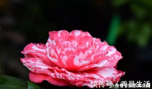 花中娇客|中国传统名花“花中娇客”,30种茶花一开,美了十里八乡