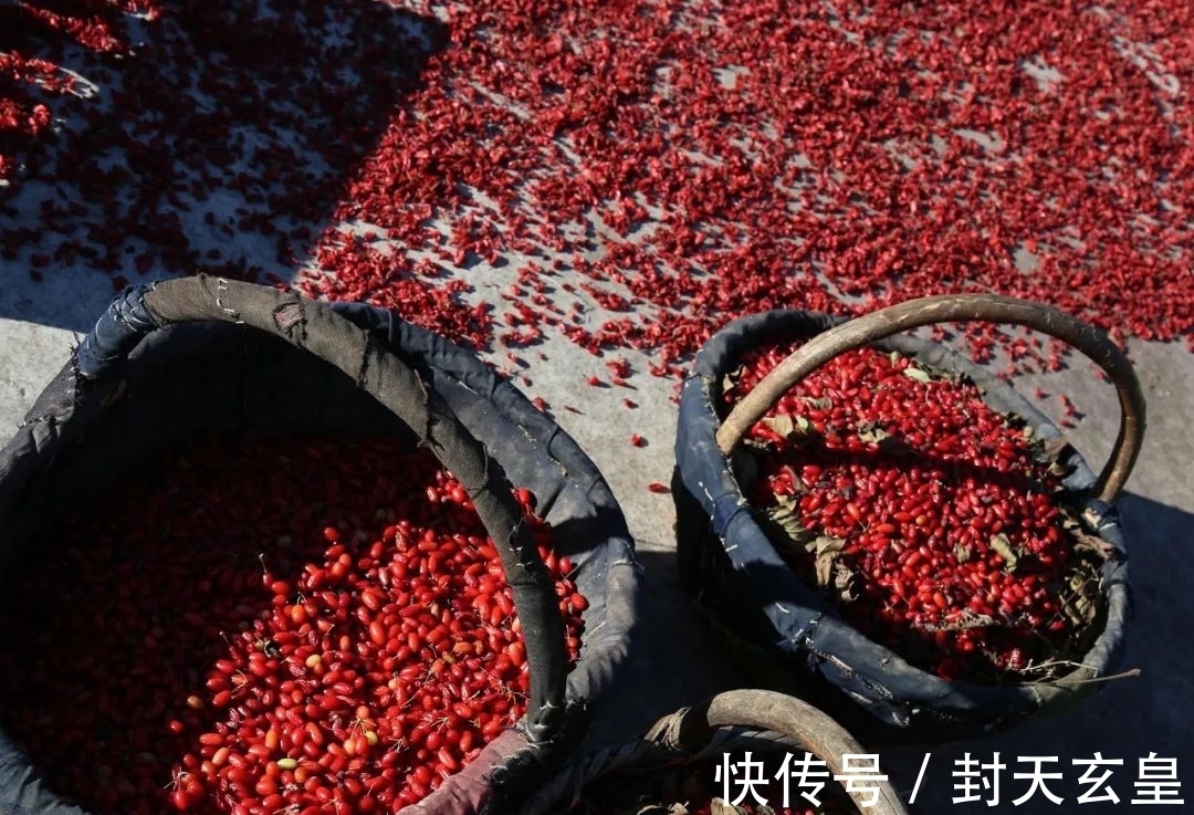 水果|长得像枸杞,古代当水果吃,如今常用来泡酒,山里见到了多摘点