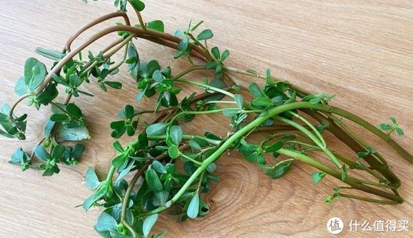 马齿笕|夏天的宝,农民的草马齿苋