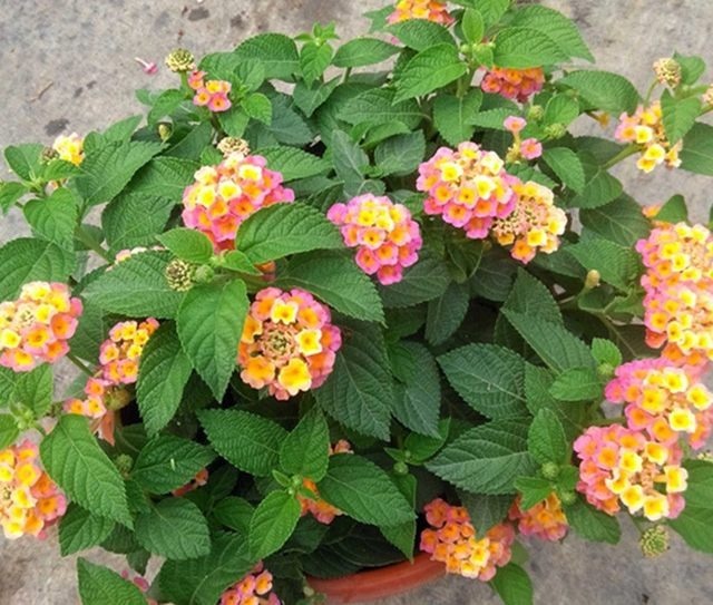 想要养好花！首先要让它营养均衡！这样才能年年开花！不黄叶枯萎