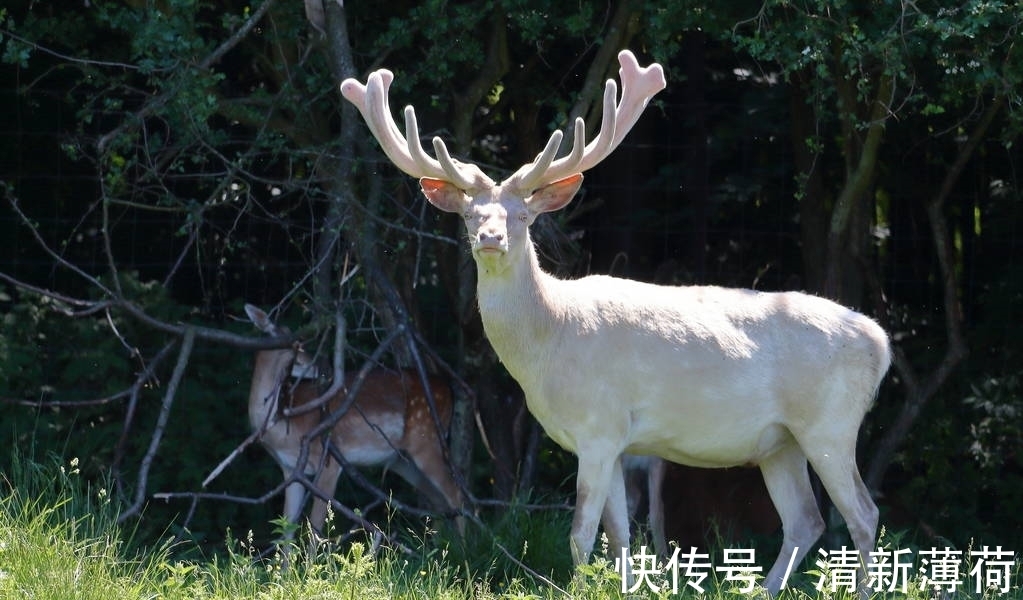 红外相机|可爱萌系白化鹿，让人看了就喜欢！