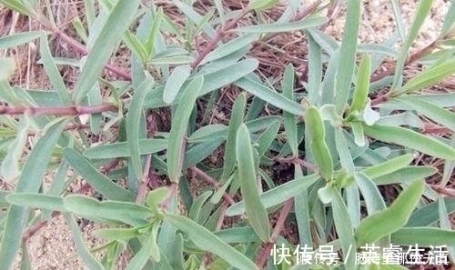 丝石竹|农村野菜-山蚂蚱菜,不止是美食生肌长骨有奇效