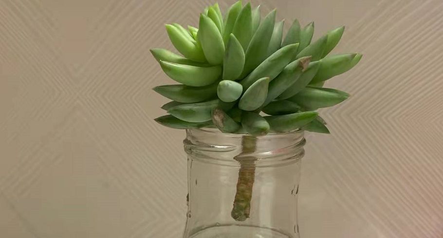 不要觉得给多肉“砍头”残忍!养千佛手,“切几刀”小崽爆满盆