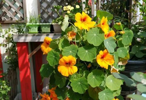 金莲|好看又好养的旱金莲,盆栽抓住这4个要点,花墙、花帘子全有了
