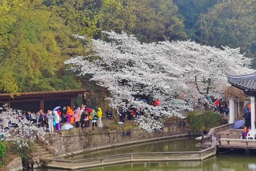 长沙“赏樱胜地”，坐拥1万株樱花，距市区35公里堪比武汉樱花园