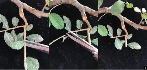 盆景修剪“量体裁衣”，新手也能立即开窍的死记硬背技法！