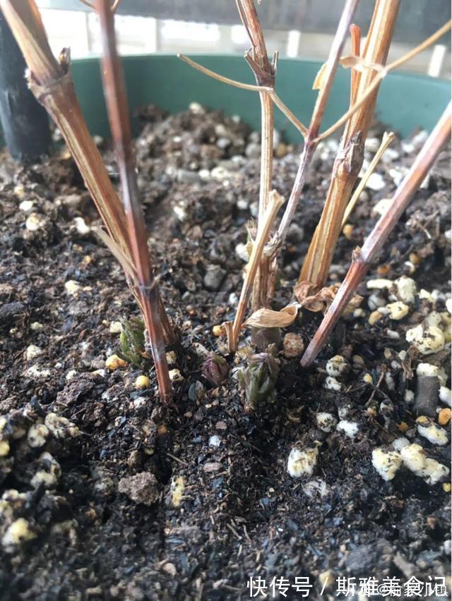 种花|9种花，天热会“假死”，千万别丢了，秋天就苏醒