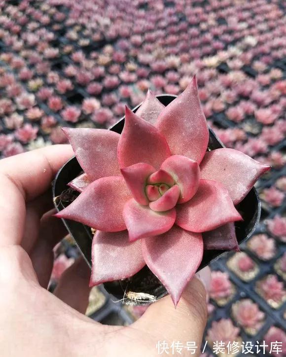 7种多肉“最难养”,一进夏天就挂,新手慎入