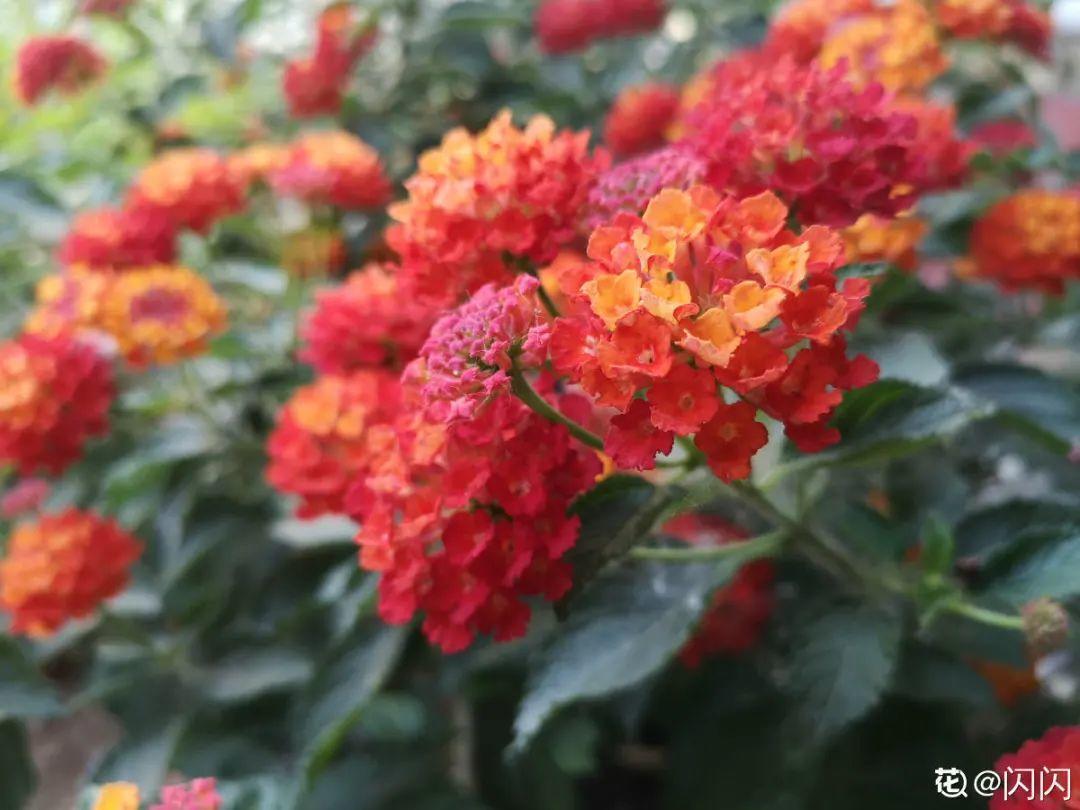 有毒性|20种有毒花,出门别乱摘,有小孩的特别注意