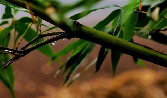 读书人&早秋秋雨美诗五首赏读：江湖经一雨，日月换新秋