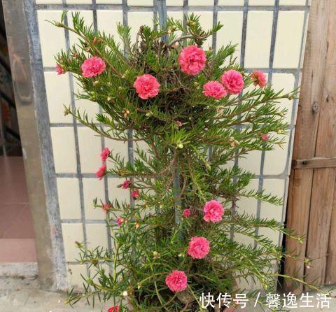枝条|太阳花这么养，一个月变成花树，五彩缤纷，太漂亮