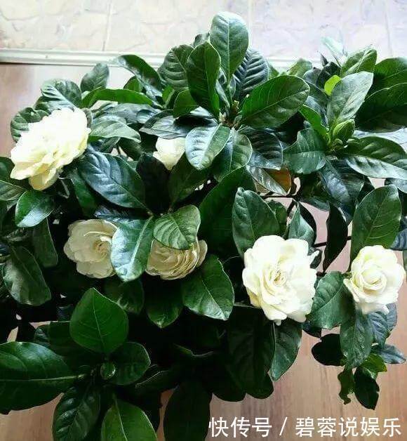 矿泉水瓶|扦插栀子、茉莉,使用垃圾自制“生根器”,7天冒白根,忒好养