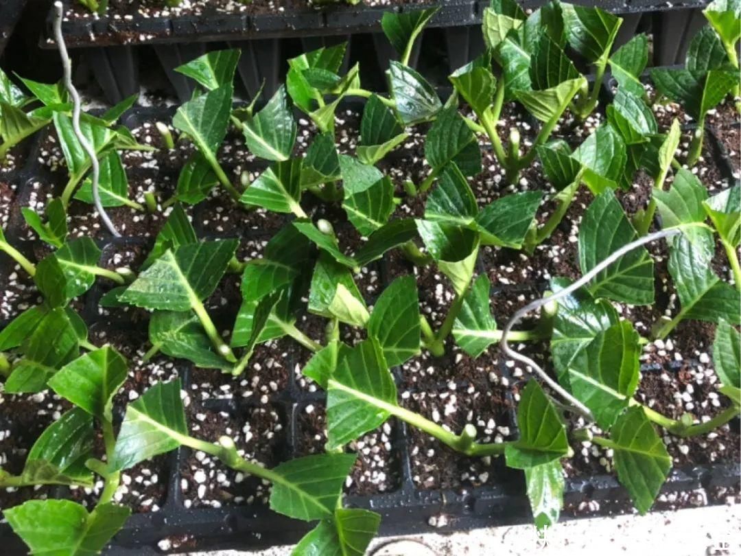 抗病、不招虫的天竺葵，屋里养一盆，开花一茬接一茬