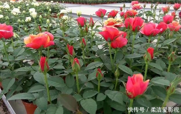 月季盆栽要领分享:作为养花人,收藏这一篇就够了!