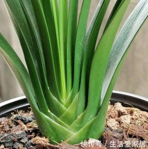 夏季|秋季养君子兰，做好两个关键点，叶片整齐，宽大油亮，开出大花团