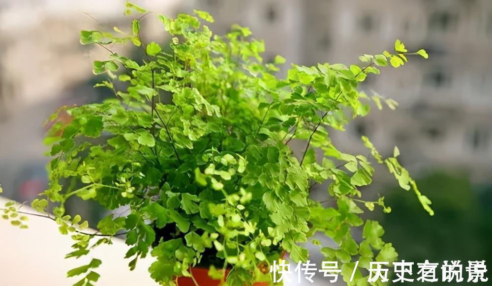 大气|6种漂亮花,耐阴又好养,端庄大气长势旺,适合北阳台