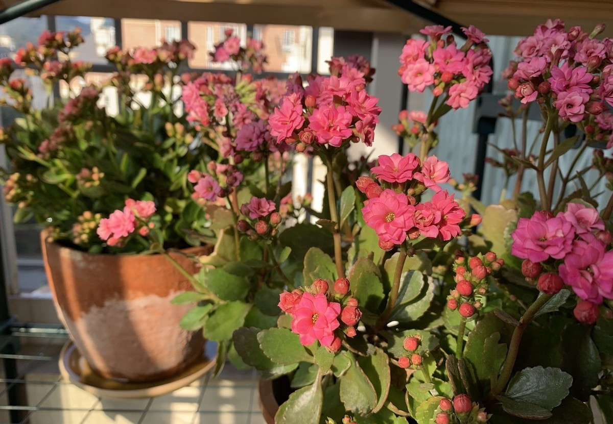 给长寿花晒太阳,需要天天来回挪动花盆吗