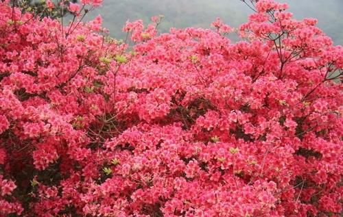 “花中西施”杜鹃也会“黄脸、起皱”，善用一物，妙手回春！