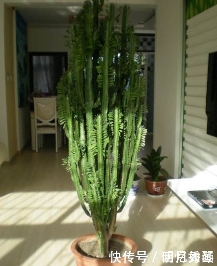 3种“细菌”最讨厌的植物,家里种几盆,家人少生病,身体更健康