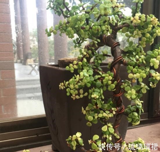 金枝玉叶这么剪,越剪越好看,变成盆景老桩,越养越值钱!