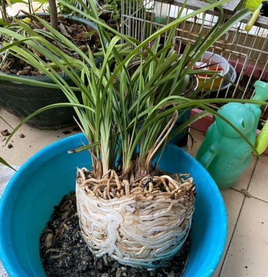 秋天给兰花换盆,掌握1个要点,服盆快长势好,早早开满花