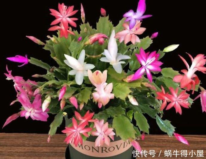 4种花漂亮又好养,比牡丹好看,比吊兰好养,好看极了