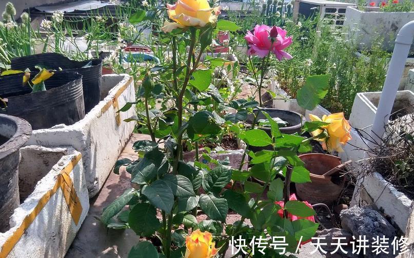 草木灰|秋天能收集到的“养花宝”,这4种一样都不能错过