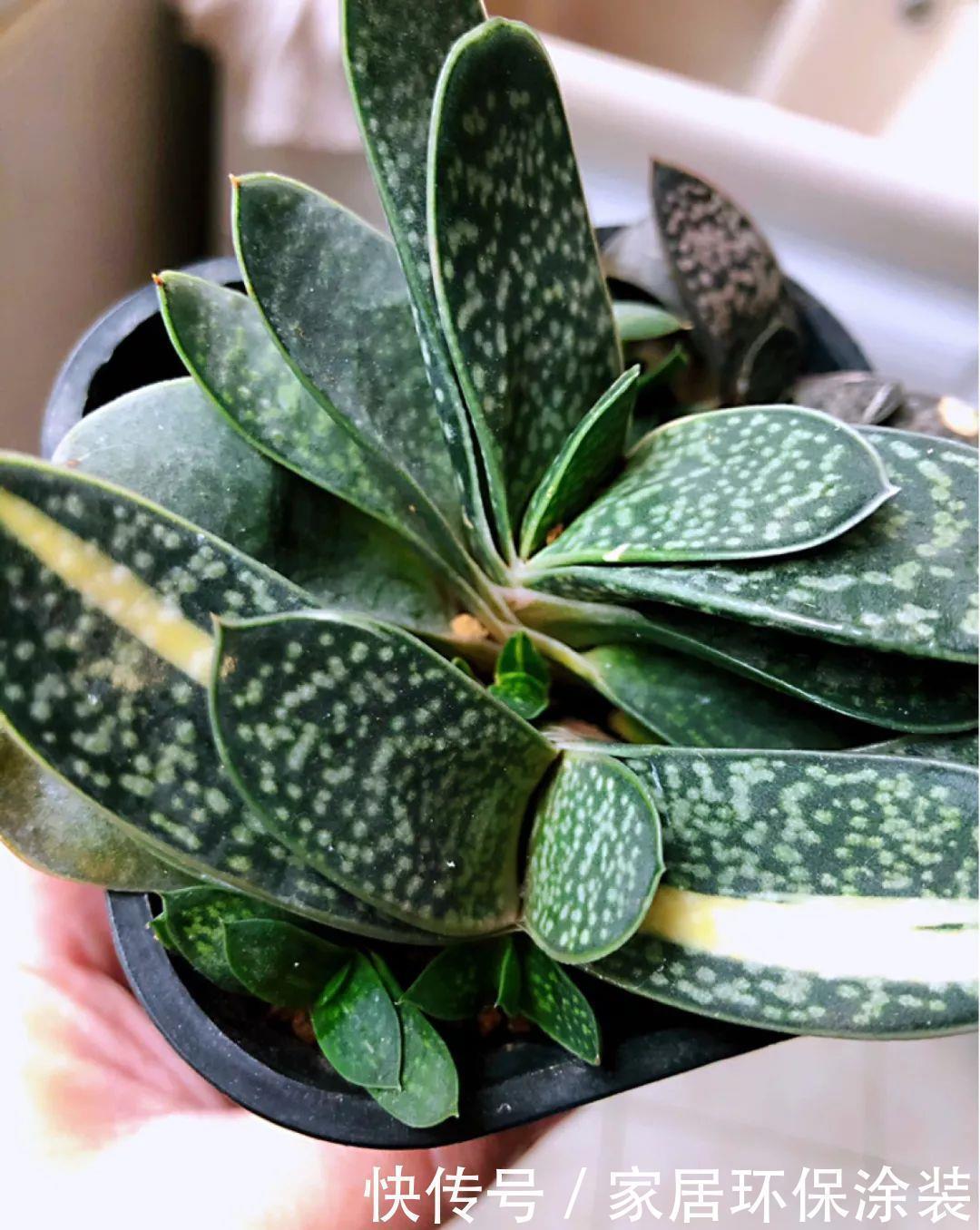 招财进宝|家里养盆它,财源滚滚来,让你新年越来越有钱!