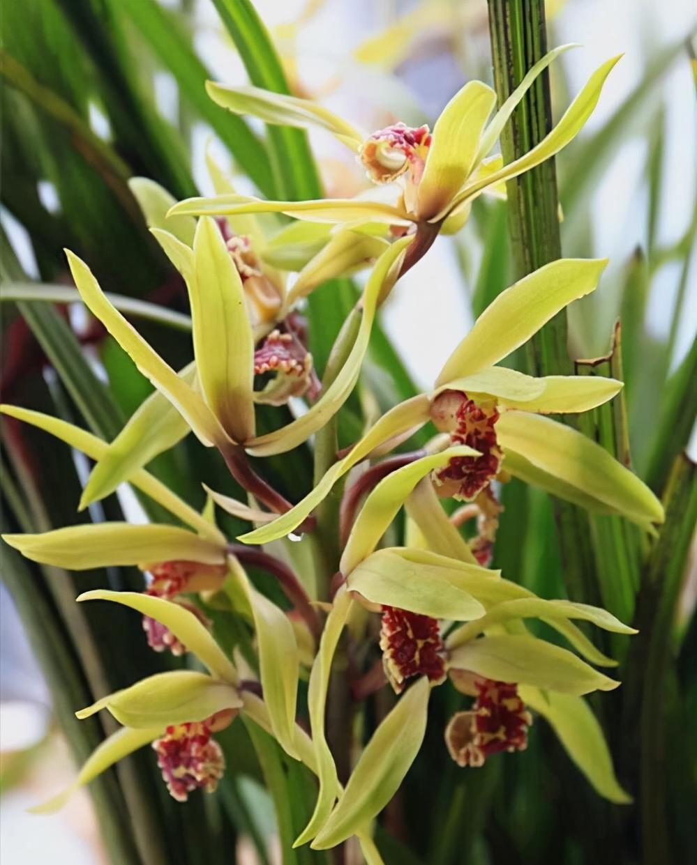 水仙花|新年新气象!10种年宵花,家里放一盆,福瑞迎门,喜庆又吉祥