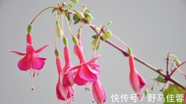 这五种“花卉”都是懒人花,每月浇水一次,不会烂根,远离黄叶