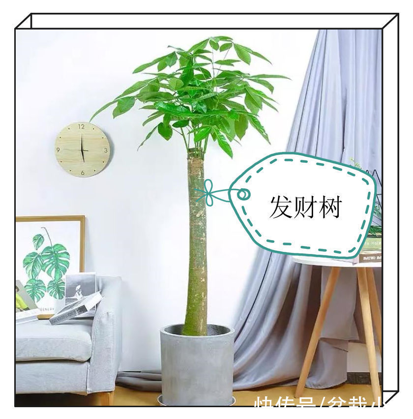 建议爱花人：客厅养花，9大绿植不要落下