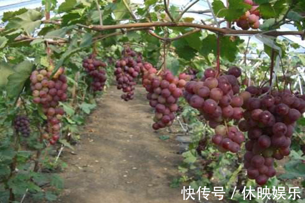 荔枝|想延缓衰老常吃四种食物,或能排毒养颜,改善皮肤