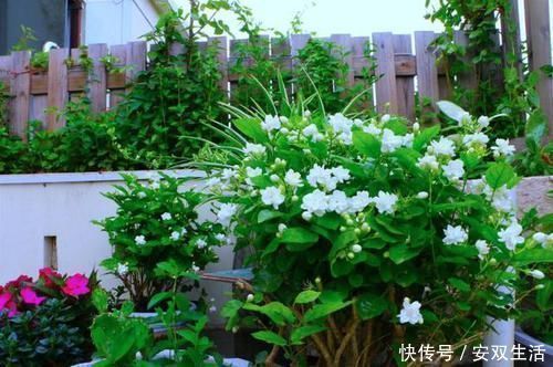 万物生长|几种耐阴花，最怕晒太阳，一晒就黄叶，看看你养了几种